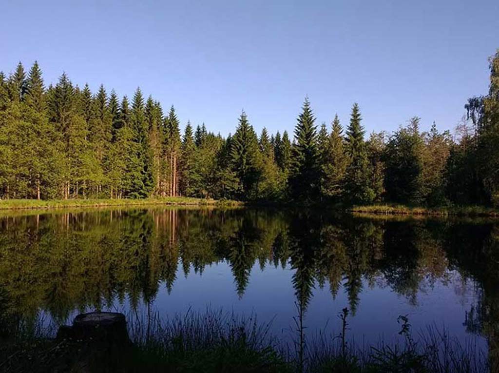Bergsee, wald, sommer